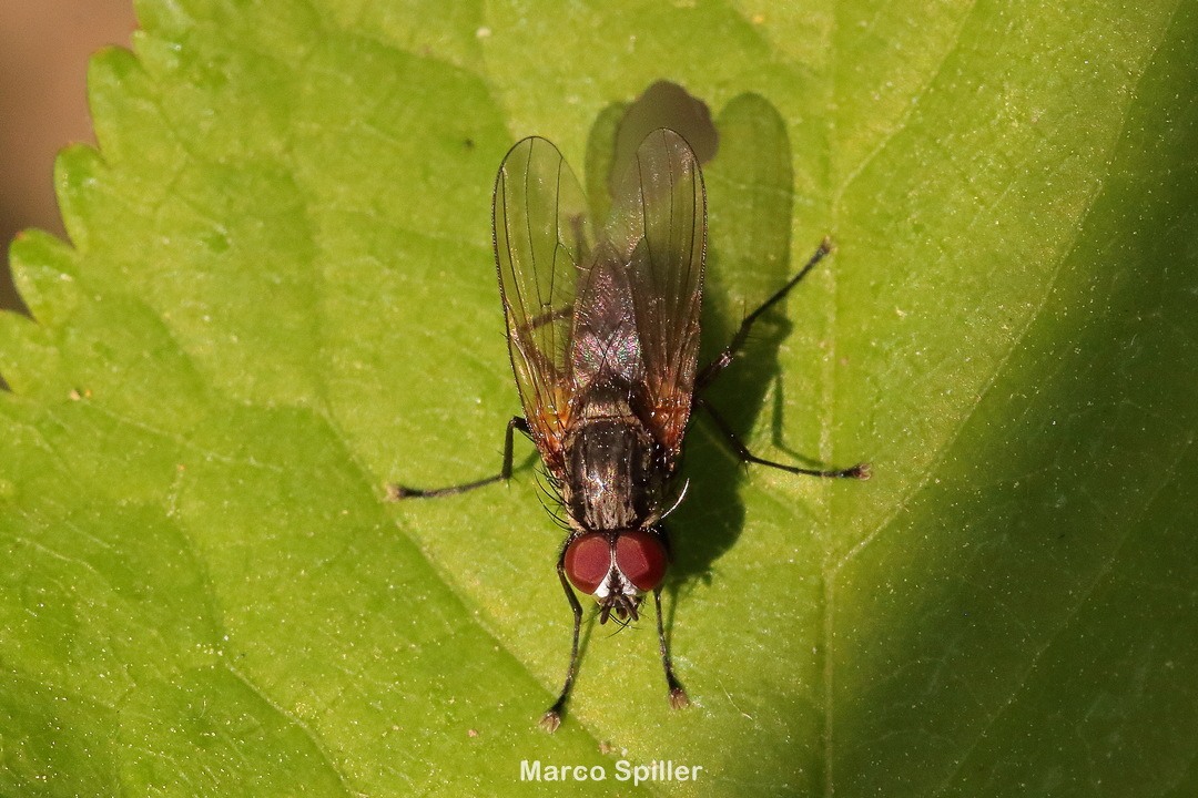 Botanophila ?